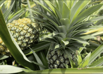 Pineapple slowly replacing maize in Sangkhama, Monggar